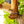 FLOJOS Sandal   Ryan Kush - Men's Sandal